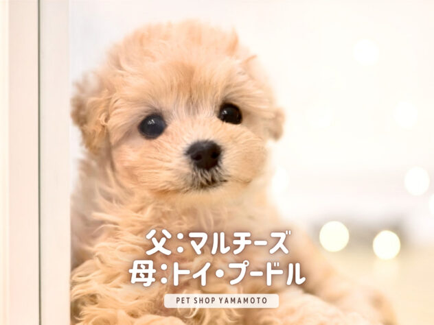 岡山県のハーフ犬・ミックス犬 (アミーゴ大安寺店/2026年2月12日生まれ/女の子/クリーム)の子犬の2枚目の画像
