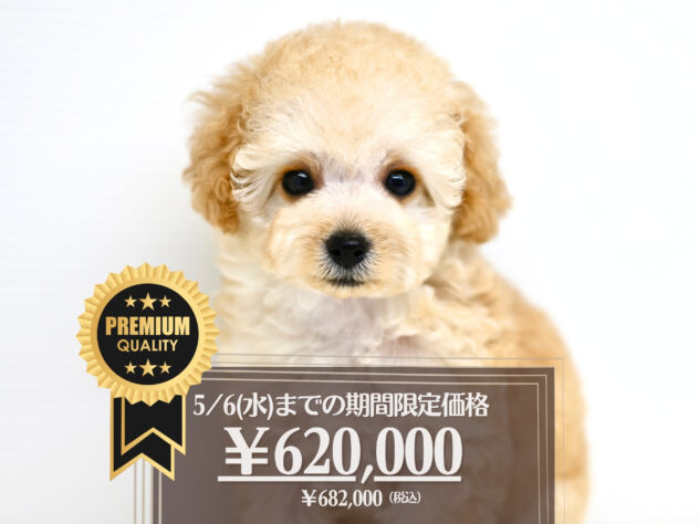 岡山県のトイプードル(トイ) (アミーゴ大安寺店/2026年2月15日生まれ/女の子/ペールフォーン)の子犬の1枚目の画像