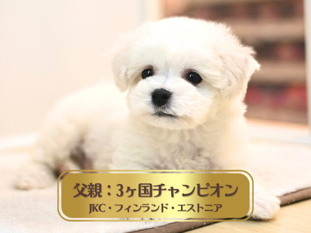 岡山県のビションフリーゼ (アミーゴ大安寺店/2026年2月9日生まれ/男の子/ホワイト)の子犬