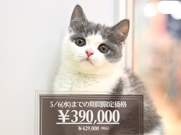 岡山県のブリティッシュショートヘアー (アミーゴ大安寺店/2026年2月14日生まれ/女の子/ブルーホワイト)の子猫