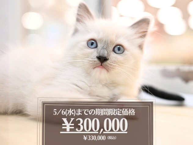 岡山県のラグドール (アミーゴ大安寺店/2026年2月15日生まれ/女の子/ブルーポイントミテッド)の子猫の1枚目の画像