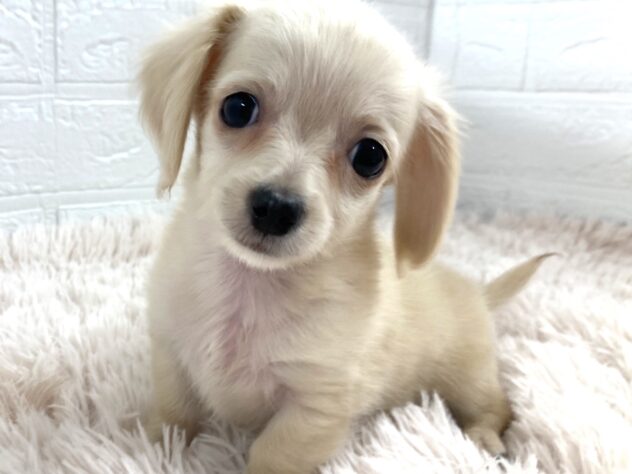 岡山県のハーフ犬・ミックス犬 (アミーゴ津山店/2026年1月30日生まれ/男の子/クリーム)の子犬