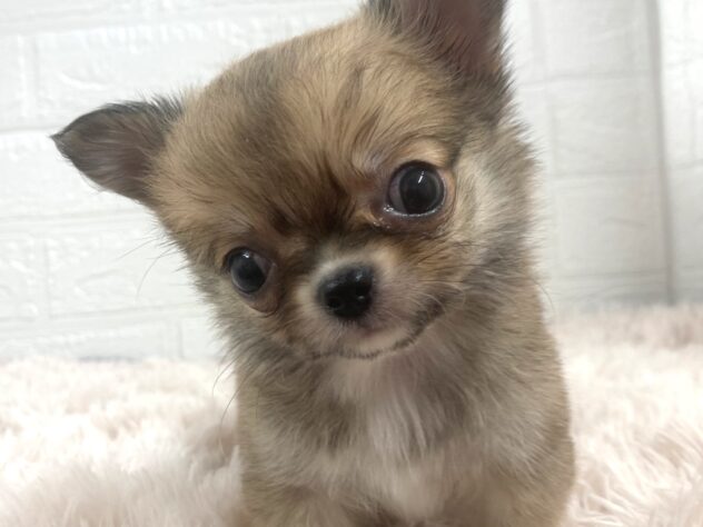 岡山県のチワワ(ロング) (アミーゴ津山店/2026年2月2日生まれ/男の子/オレンジフォーン)の子犬