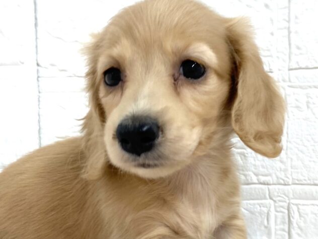 岡山県のミニチュアダックスフンド(ロング) (アミーゴ津山店/2026年2月6日生まれ/女の子/イエロー)の子犬