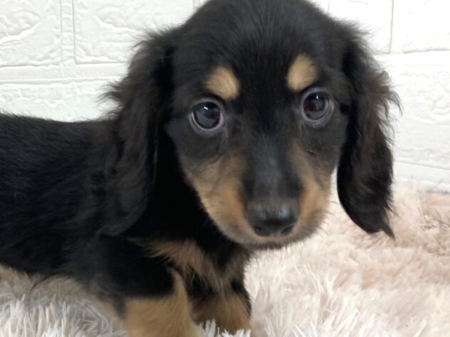 岡山県のミニチュアダックスフンド(ロング) (アミーゴ津山店/2026年2月8日生まれ/男の子/ブラックタン)の子犬