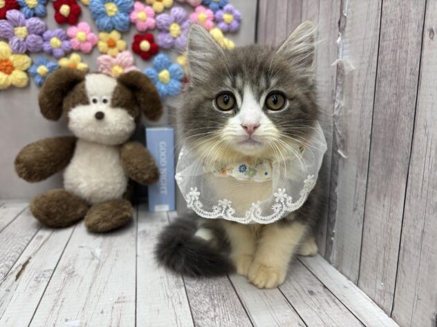 岡山県のサイベリアン (ワンキャラット アミーゴ高屋店/2026年1月22日生まれ/男の子/ブルータビーホワイト)の子猫の1枚目の画像