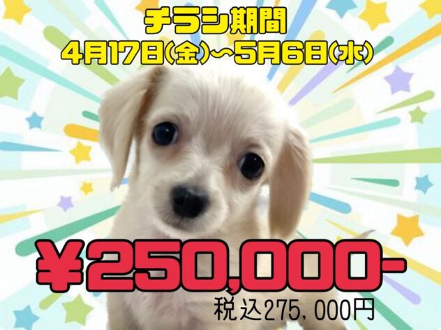 岡山県のハーフ犬・ミックス犬 (アミーゴ津山店/2026年1月30日生まれ/男の子/クリーム)の子犬