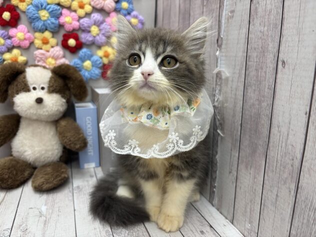 岡山県のサイベリアン (ワンキャラット アミーゴ高屋店/2026年1月22日生まれ/男の子/ブルータビーホワイト)の子猫の2枚目の画像