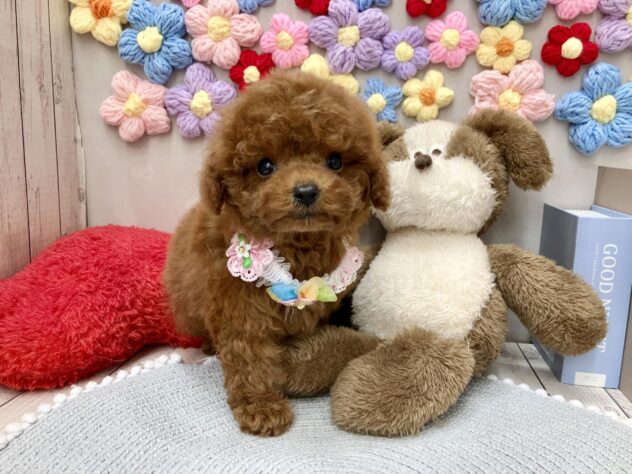 岡山県のトイプードル(トイ) (ワンキャラット アミーゴ高屋店/2026年1月31日生まれ/女の子/レッドフォーン)の子犬の1枚目の画像