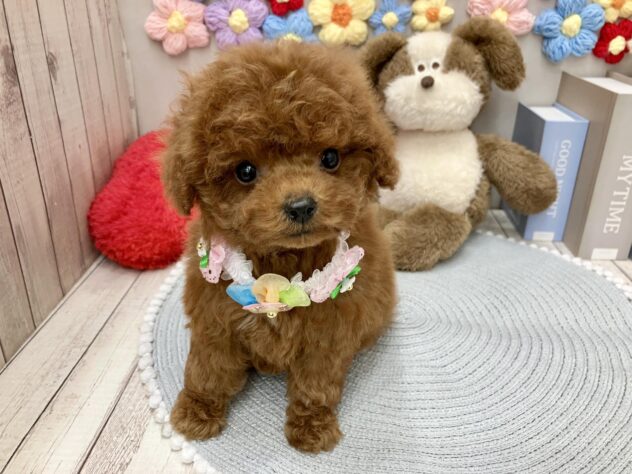 岡山県のトイプードル(トイ) (ワンキャラット アミーゴ高屋店/2026年1月31日生まれ/女の子/レッドフォーン)の子犬の2枚目の画像