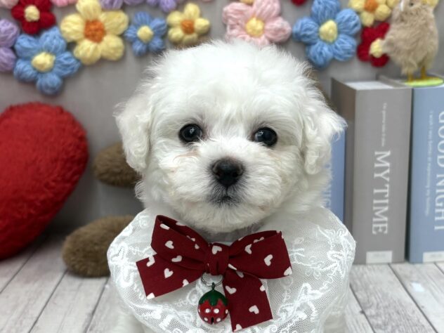 岡山県のビションフリーゼ (ワンキャラット アミーゴ高屋店/2026年2月5日生まれ/女の子/ホワイト)の子犬の1枚目の画像