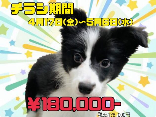 岡山県のボーダーコリー (アミーゴ津山店/2026年1月6日生まれ/女の子/ブラックホワイト)の子犬