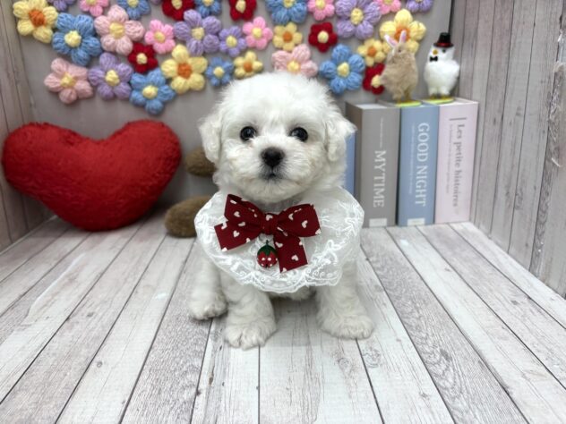 岡山県のビションフリーゼ (ワンキャラット アミーゴ高屋店/2026年2月5日生まれ/女の子/ホワイト)の子犬の2枚目の画像