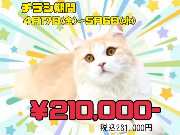 岡山県のスコティッシュフォールド (アミーゴ津山店/2024年12月1日生まれ/女の子/クリームタビーホワイト)の子猫