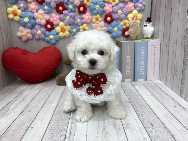 岡山県のビションフリーゼ (ワンキャラット アミーゴ高屋店/2026年2月5日生まれ/女の子/ホワイト)の子犬の3枚目の画像