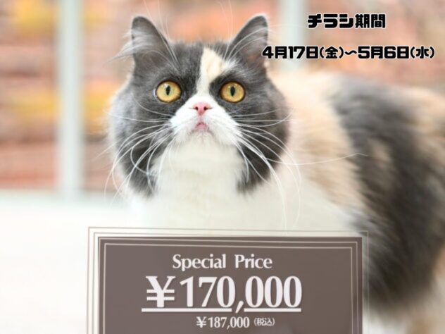 岡山県のスコティッシュフォールド (アミーゴ津山店/2024年11月20日生まれ/女の子/ブルーパッチドタビーホワイト)の子猫