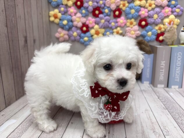 岡山県のビションフリーゼ (ワンキャラット アミーゴ高屋店/2026年2月5日生まれ/女の子/ホワイト)の子犬の4枚目の画像