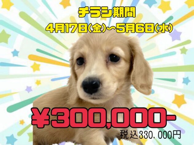 岡山県のミニチュアダックスフンド(ロング) (アミーゴ津山店/2026年2月6日生まれ/女の子/イエロー)の子犬