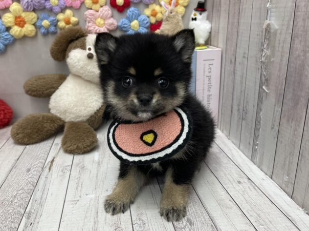 岡山県のハーフ犬・ミックス犬 (ワンキャラット アミーゴ高屋店/2026年2月5日生まれ/女の子/ブラックタン)の子犬の2枚目の画像