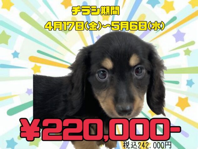 岡山県のミニチュアダックスフンド(ロング) (アミーゴ津山店/2026年2月8日生まれ/男の子/ブラックタン)の子犬