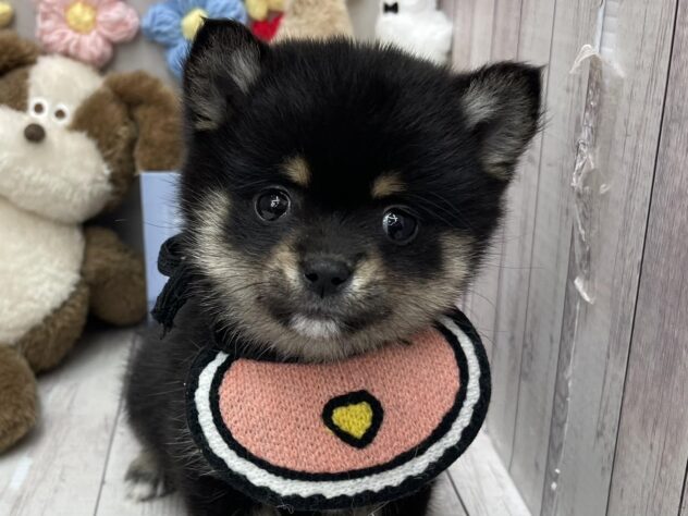 岡山県のハーフ犬・ミックス犬 (ワンキャラット アミーゴ高屋店/2026年2月5日生まれ/女の子/ブラックタン)の子犬の1枚目の画像