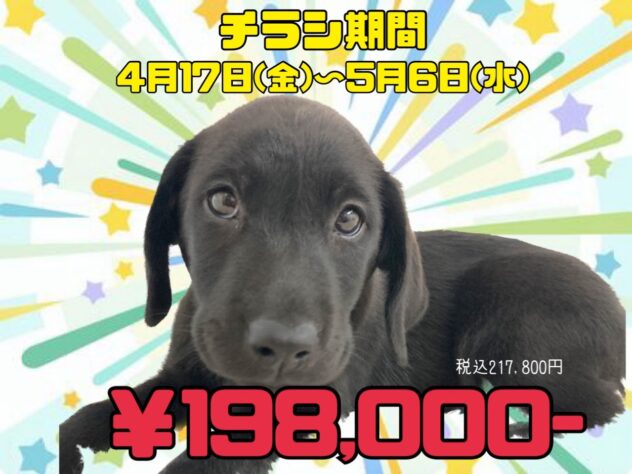 岡山県のラブラドールレトリーバー (アミーゴ津山店/2026年3月1日生まれ/男の子/ブラック)の子犬の1枚目の画像
