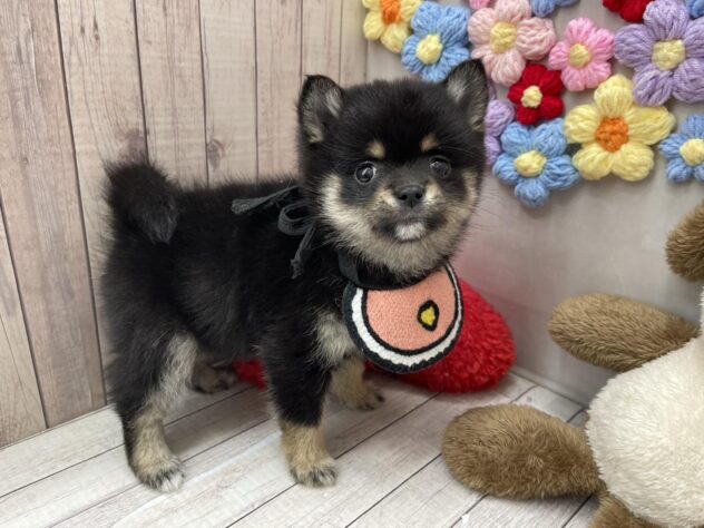 岡山県のハーフ犬・ミックス犬 (ワンキャラット アミーゴ高屋店/2026年2月5日生まれ/女の子/ブラックタン)の子犬の3枚目の画像