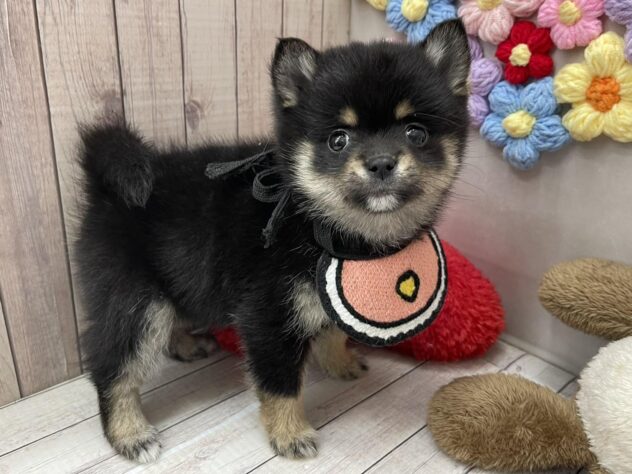 岡山県のハーフ犬・ミックス犬 (ワンキャラット アミーゴ高屋店/2026年2月5日生まれ/女の子/ブラックタン)の子犬の4枚目の画像