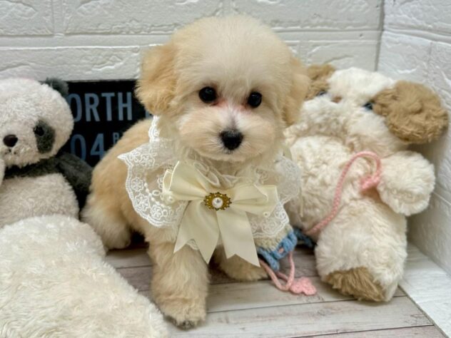 岡山県のトイプードル(トイ) (ワンキャラット アミーゴ岡南店/2025年12月24日生まれ/女の子/ペールフォーン)の子犬の2枚目の画像