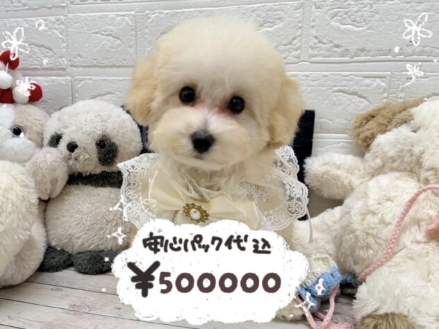 岡山県のトイプードル(トイ) (ワンキャラット アミーゴ岡南店/2025年12月24日生まれ/女の子/ペールフォーン)の子犬の1枚目の画像