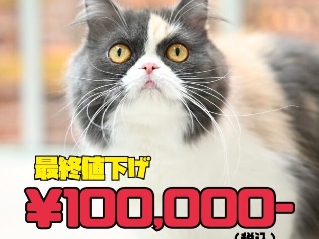 岡山県のスコティッシュフォールド (アミーゴ津山店/2024年11月20日生まれ/女の子/ブルーパッチドタビーホワイト)の子猫の1枚目の画像