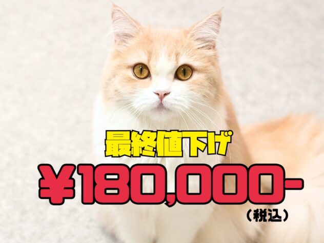 岡山県のスコティッシュフォールド (アミーゴ津山店/2024年12月1日生まれ/女の子/クリームタビーホワイト)の子猫