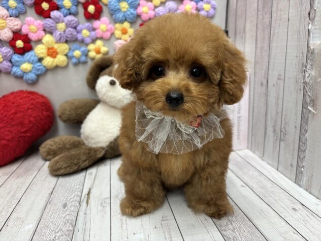 岡山県のトイプードル(トイ) (ワンキャラット アミーゴ高屋店/2026年1月9日生まれ/男の子/オレンジフォーン)の子犬の1枚目の画像