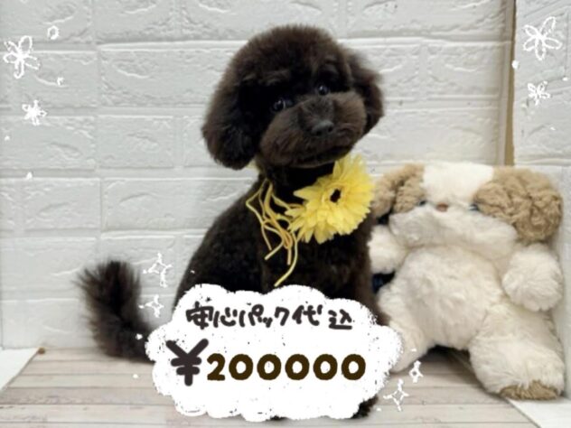 岡山県のトイプードル(トイ) (ワンキャラット アミーゴ岡南店/2025年10月28日生まれ/男の子/ブラック)の子犬の1枚目の画像