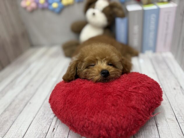 岡山県のトイプードル(トイ) (ワンキャラット アミーゴ高屋店/2026年1月9日生まれ/男の子/オレンジフォーン)の子犬の2枚目の画像