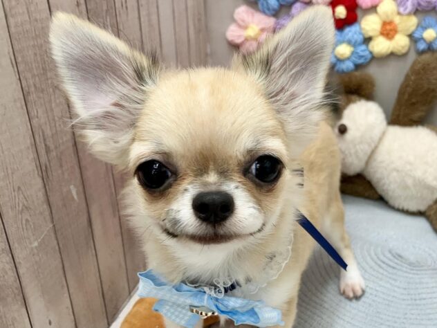 岡山県のチワワ(ロング) (ワンキャラット アミーゴ高屋店/2025年11月27日生まれ/男の子/レッドホワイト)の子犬の1枚目の画像