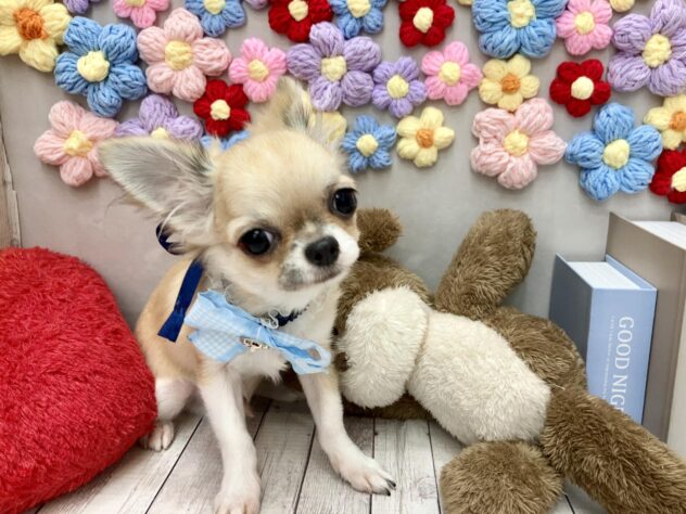 岡山県のチワワ(ロング) (ワンキャラット アミーゴ高屋店/2025年11月27日生まれ/男の子/レッドホワイト)の子犬の2枚目の画像