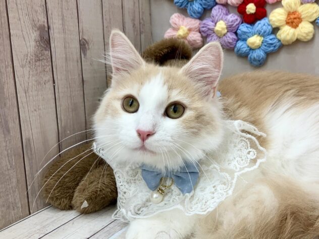 岡山県のノルウェージャンフォレストキャット (ワンキャラット アミーゴ高屋店/2025年9月15日生まれ/男の子/クリームタビーホワイト)の子猫の2枚目の画像