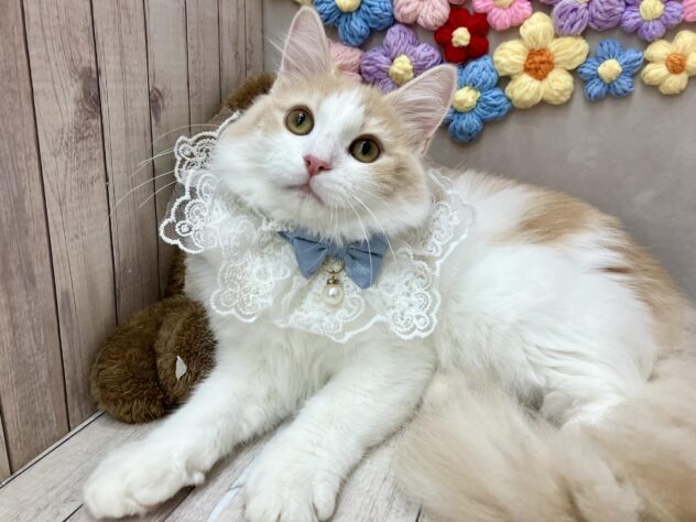 岡山県のノルウェージャンフォレストキャット (ワンキャラット アミーゴ高屋店/2025年9月15日生まれ/男の子/クリームタビーホワイト)の子猫の3枚目の画像