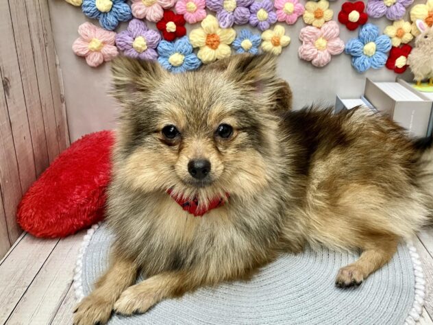 岡山県のポメラニアン (ワンキャラット アミーゴ高屋店/2025年8月24日生まれ/女の子/オレンジ)の子犬の1枚目の画像