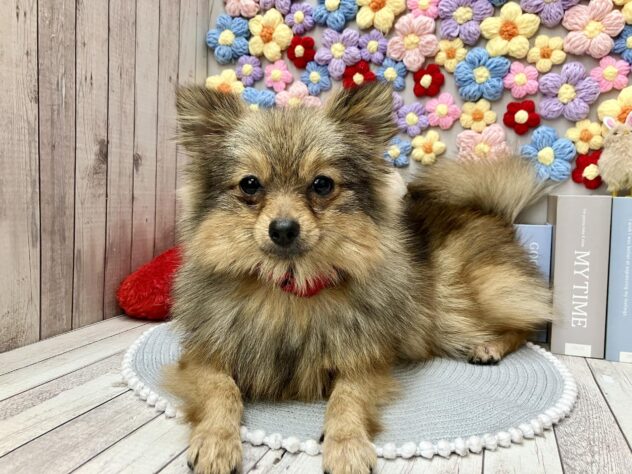 岡山県のポメラニアン (ワンキャラット アミーゴ高屋店/2025年8月24日生まれ/女の子/オレンジ)の子犬の2枚目の画像