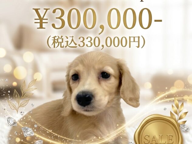 岡山県のミニチュアダックスフンド(ロング) (アミーゴ津山店/2026年2月6日生まれ/女の子/イエロー)の子犬