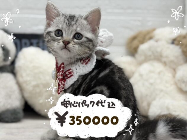 岡山県のアメリカンショートヘアー (ワンキャラット アミーゴ岡南店/2026年2月1日生まれ/女の子/シルバータビー)の子猫の1枚目の画像