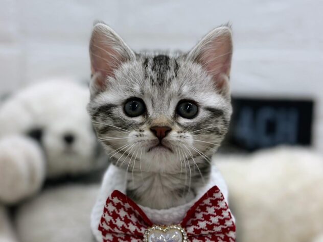 岡山県のアメリカンショートヘアー (ワンキャラット アミーゴ岡南店/2026年2月1日生まれ/女の子/シルバータビー)の子猫の2枚目の画像