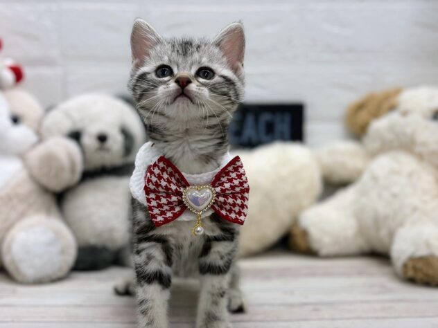 岡山県のアメリカンショートヘアー (ワンキャラット アミーゴ岡南店/2026年2月1日生まれ/女の子/シルバータビー)の子猫の3枚目の画像