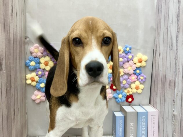 岡山県のビーグル (ワンキャラット アミーゴ高屋店/2025年10月2日生まれ/男の子/ブラックタンホワイト)の子犬の2枚目の画像