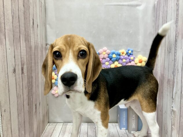 岡山県のビーグル (ワンキャラット アミーゴ高屋店/2025年10月2日生まれ/男の子/ブラックタンホワイト)の子犬の1枚目の画像