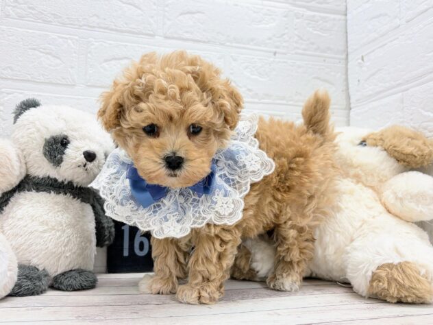 岡山県のハーフ犬・ミックス犬 (ワンキャラット アミーゴ岡南店/2026年4月4日生まれ/男の子/アプリコット)の子犬の2枚目の画像