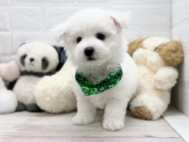 岡山県のビションフリーゼ (ワンキャラット アミーゴ岡南店/2026年2月3日生まれ/男の子/06 ホワイト系)の子犬の2枚目の画像