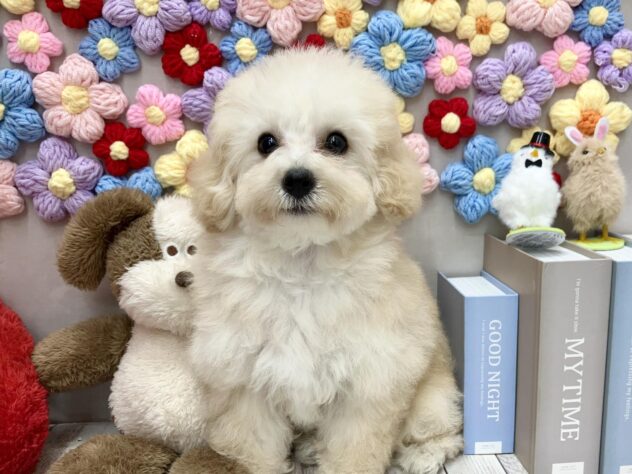 岡山県のトイプードル(トイ) (ワンキャラット アミーゴ高屋店/2025年12月24日生まれ/女の子/ペールフォーン)の子犬